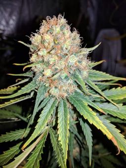 Critical Kush Auto - картинка 7