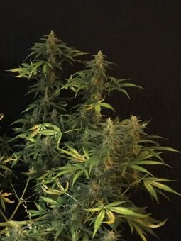 Auto AK XXL genetics - картинка 2