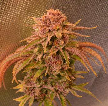 Auto Candy XXL genetics - картинка 4