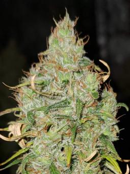 Auto OG Kush genetics - картинка 1