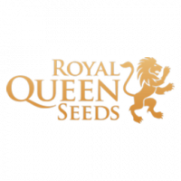 Royal Queen Seeds