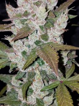 Cookies Auto (Girl Scout Cookies) - картинка 2