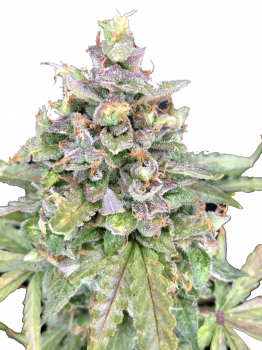 Critical Herer genetics