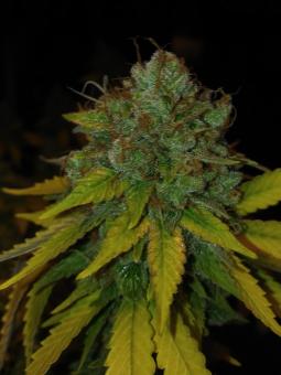 Misty Kush genetics - картинка 1