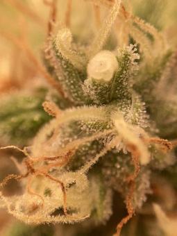 Auto Trichome and Cream - картинка 7