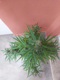 Auto Glue XXL genetics - картинка 3