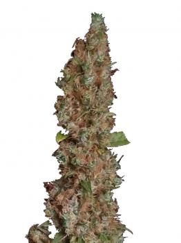 Sour Diesel Auto