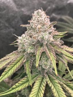 Auto Cherry Breath genetics - картинка 1