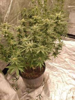 Auto Gummy Kush genetics - картинка 3