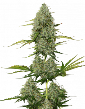 Super Critical Auto (Feminised)