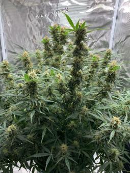 Original Auto Big Bud - картинка 2