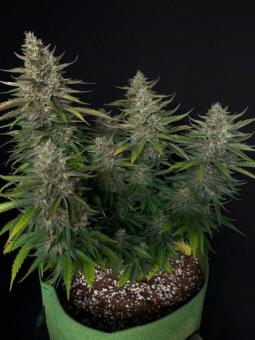 Purple Queen Auto - картинка 4