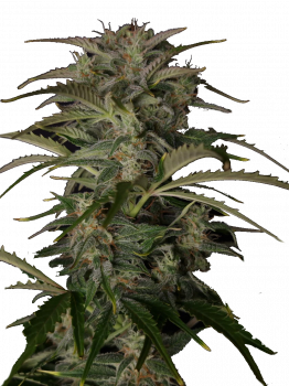 Auto White Devotchka genetics