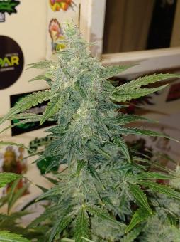 Auto Sweet Bourbon Kush - картинка 4