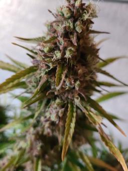 Auto Caramel Cream genetics - картинка 4