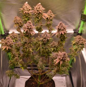 Auto Candy XXL genetics - картинка 5