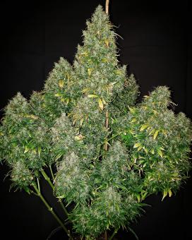 Original Auto Critical - картинка 1