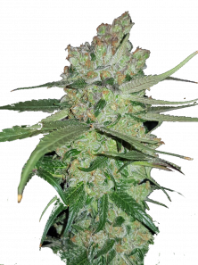 True Cookies OG genetics