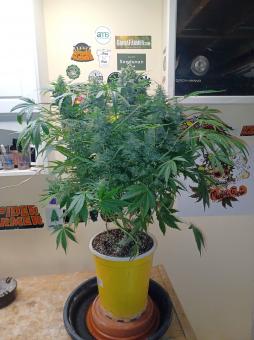 Auto Sweet Bourbon Kush - картинка 1