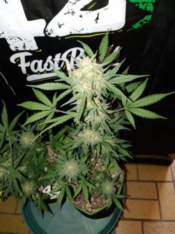 Original Auto OG Kush - картинка 5