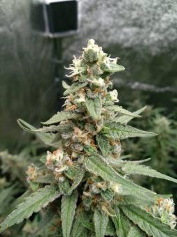 Critical Herer genetics - картинка 2