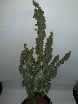 Critical Kush Auto - картинка 5